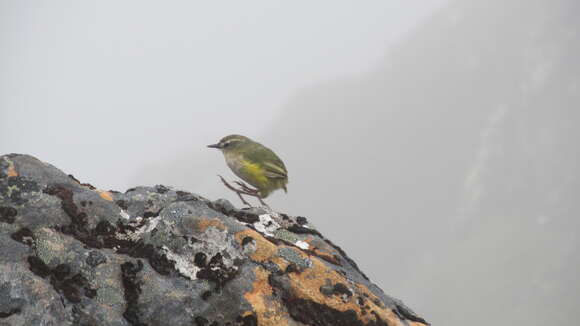 Image of New Zealand Wrens