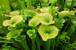 Image of Yellow pitcher plant