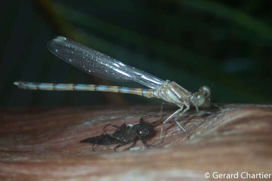 Imagem de Rhinagrion viridatum Fraser 1938