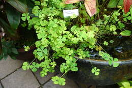 Image of Common Water Clover