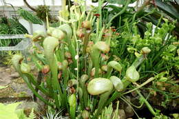 Image of California pitcherplant