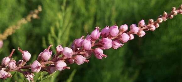 Image of Tamarix ericoides Rottl. & Willd.