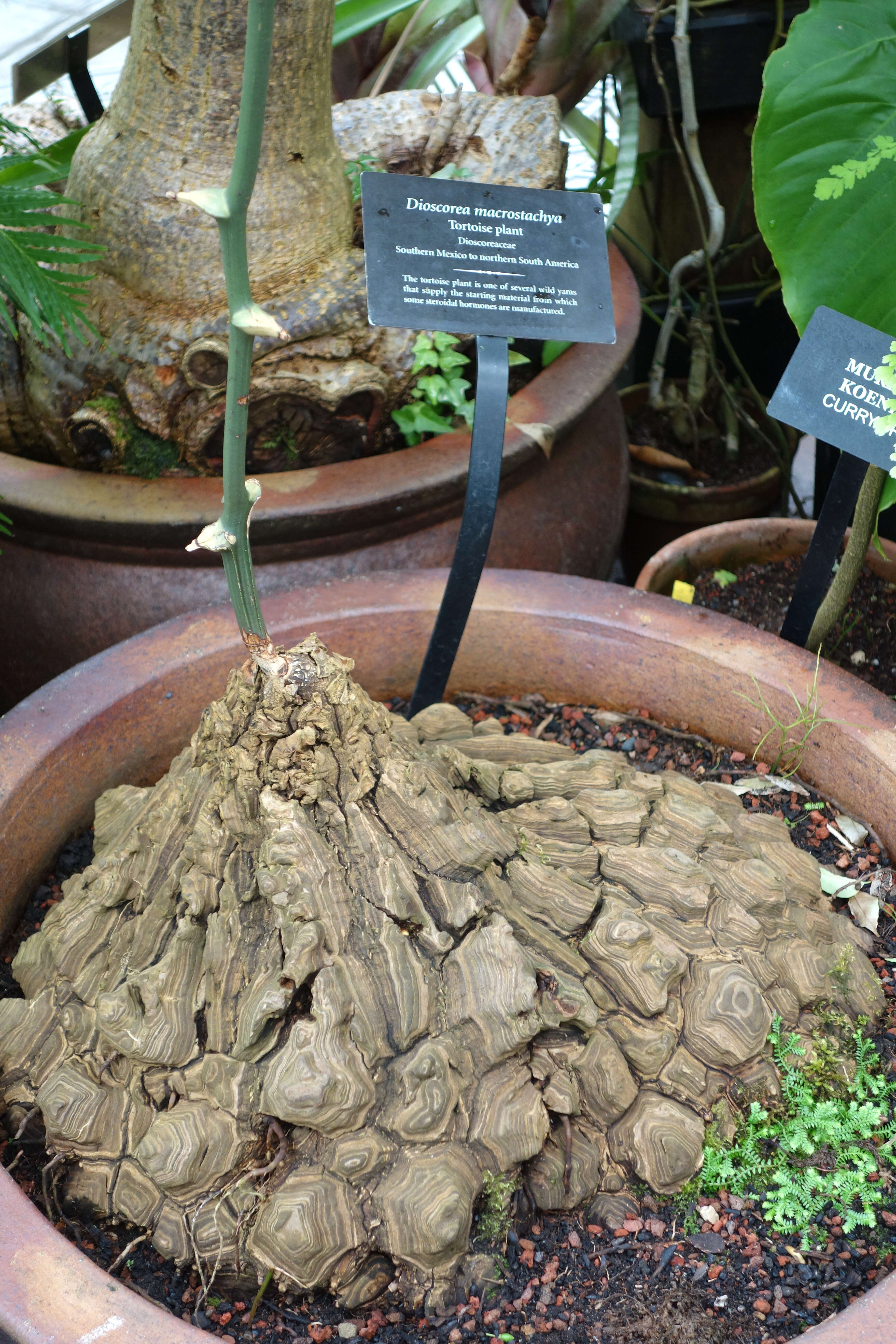 Image of Dioscorea mexicana Scheidw.