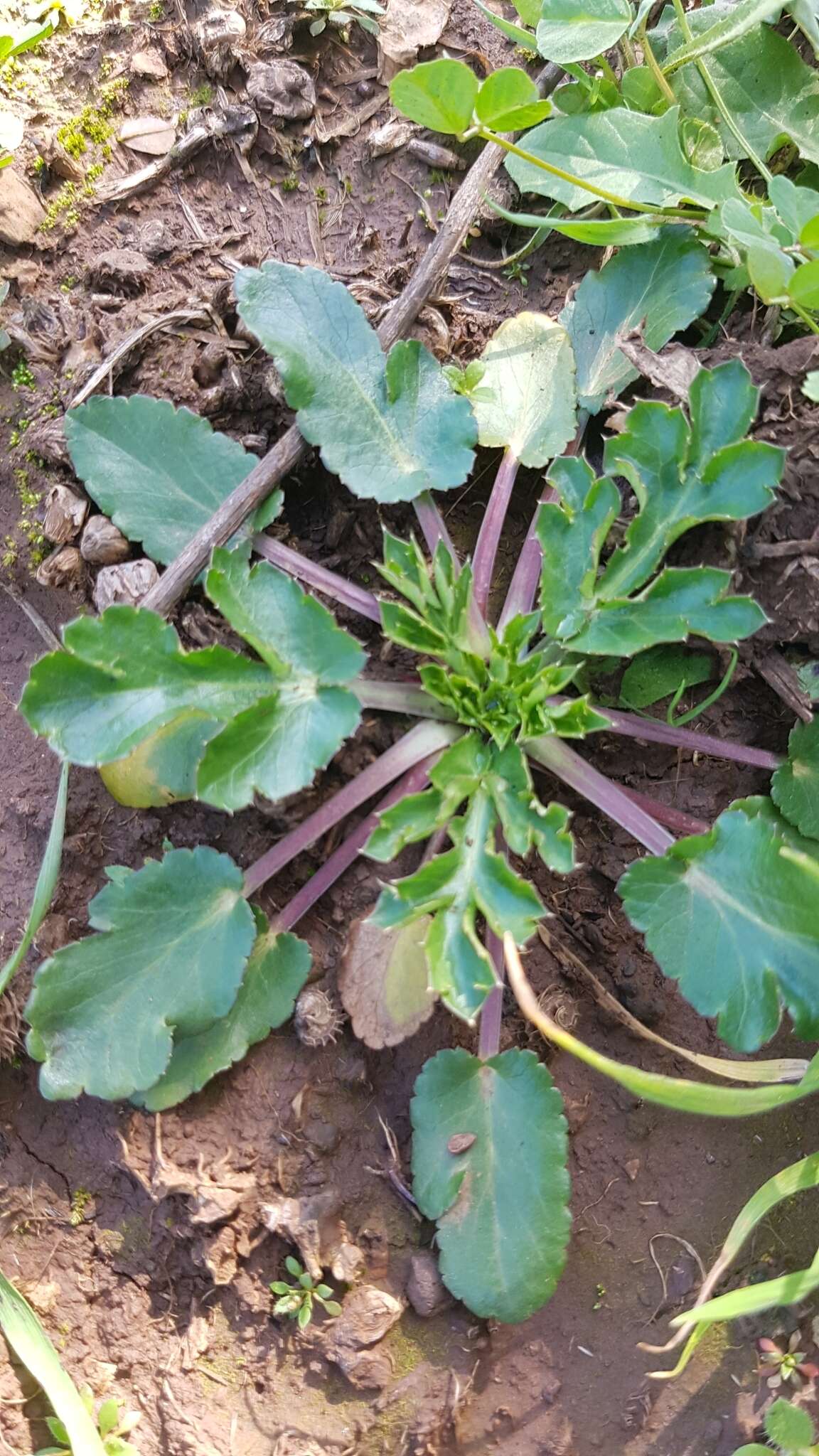 Eryngium creticum Lam. resmi