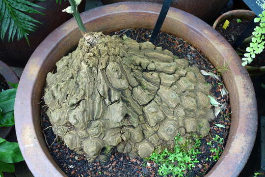 Image of Dioscorea mexicana Scheidw.