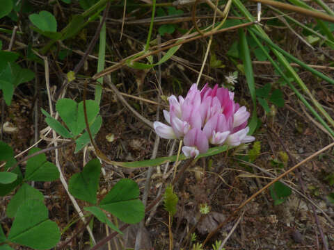 Image of peanut clover