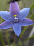 Thelymitra cornicina Rchb. fil.的圖片