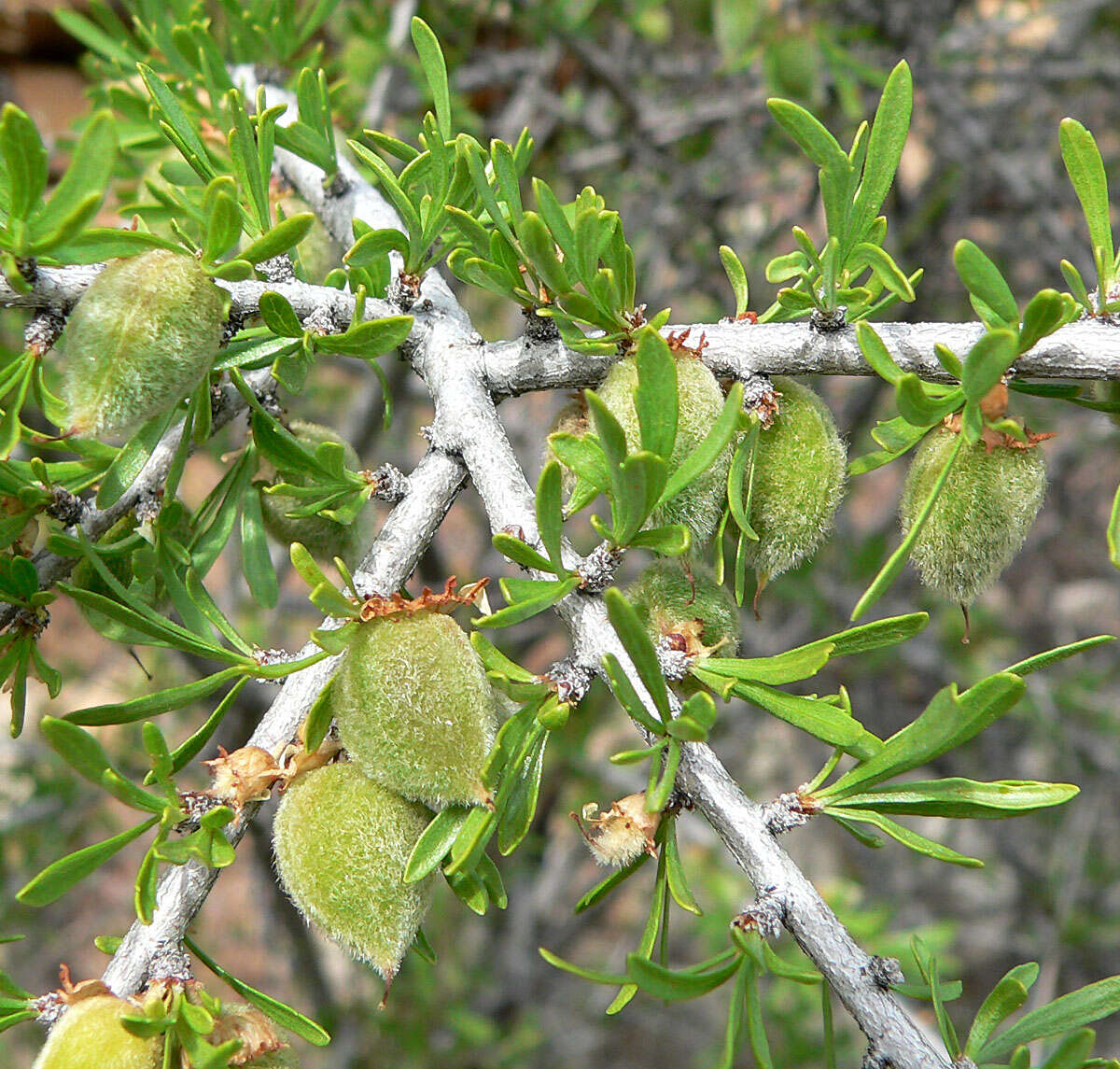 Prunus fasciculata (Torr.) Gray resmi