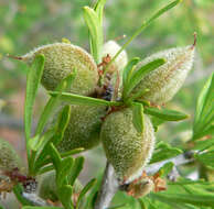 Image of desert almond