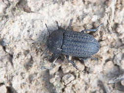 Image of Opatrum sabulosum (Linnaeus 1761)