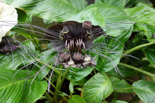 Image of black bat flower