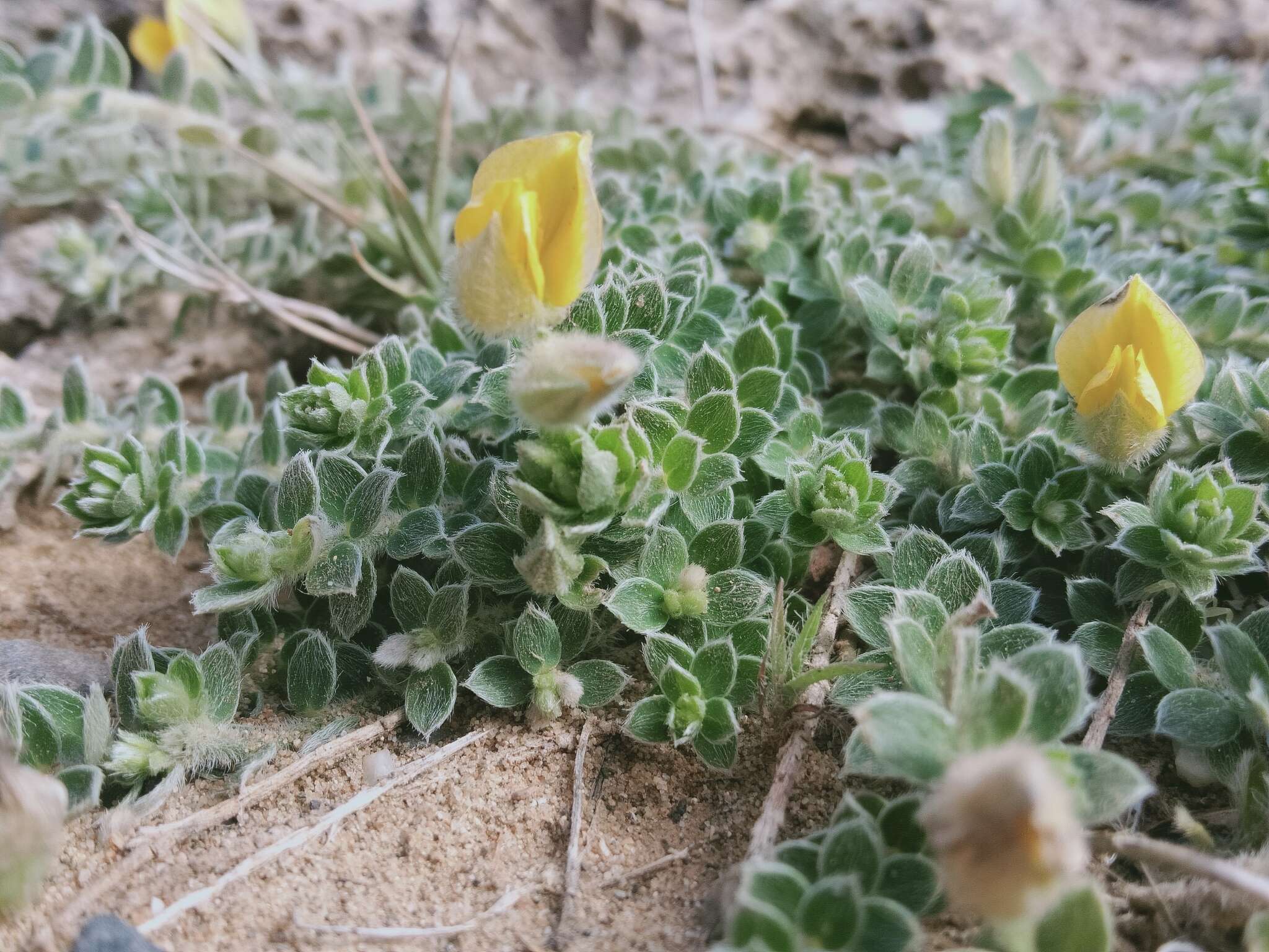 Image of Crotalaria similis Hemsl.