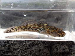 Image of Padang frill-goby