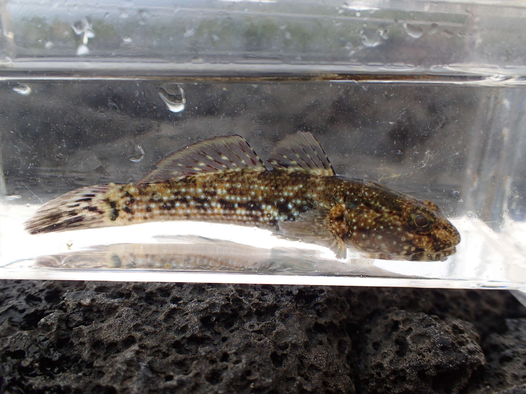 Image of Padang frill-goby