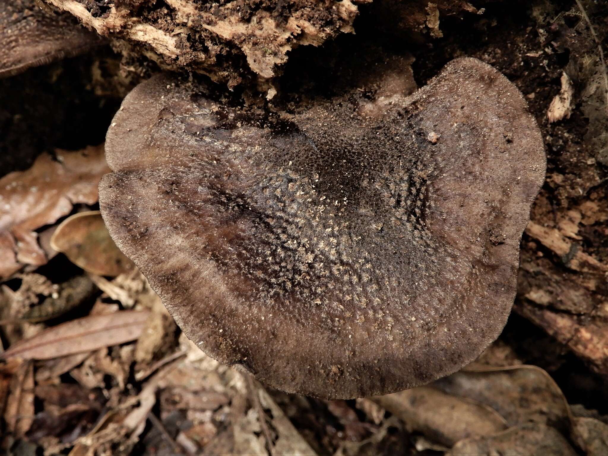 Image of Pluteus microspermus E. Horak 2008