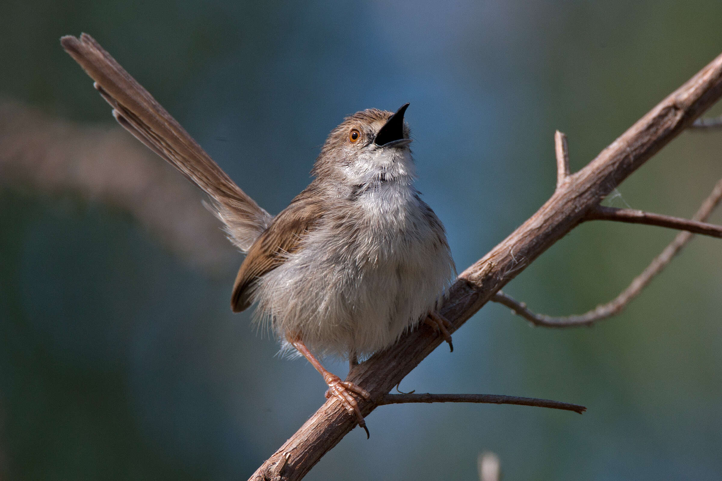 Слика од Prinia gracilis (Lichtenstein & Mhk 1823)