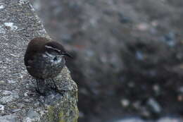 Image of Dark-bellied Cinclodes