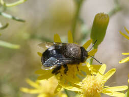 Image of Centris vardyorum Roig-Alsina 2000