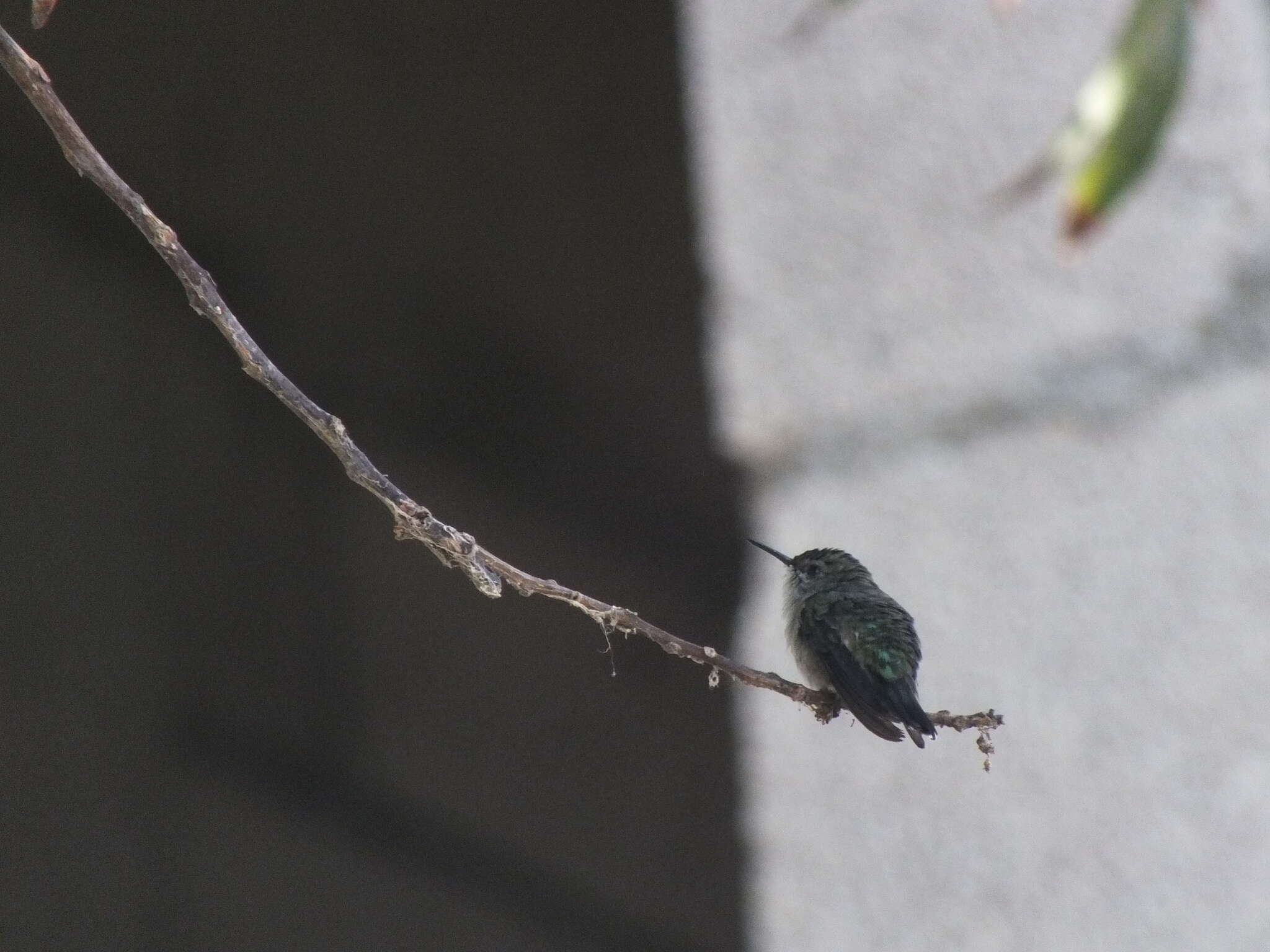 Image of Vervain Hummingbird