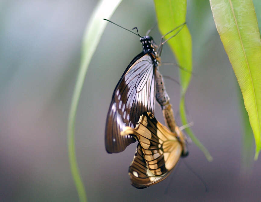 Image of African Swallowtail