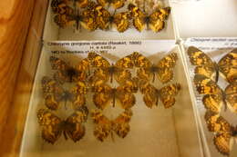 Image of Gorgone Checkerspot