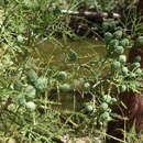 Image of Chinese Swamp Cypress