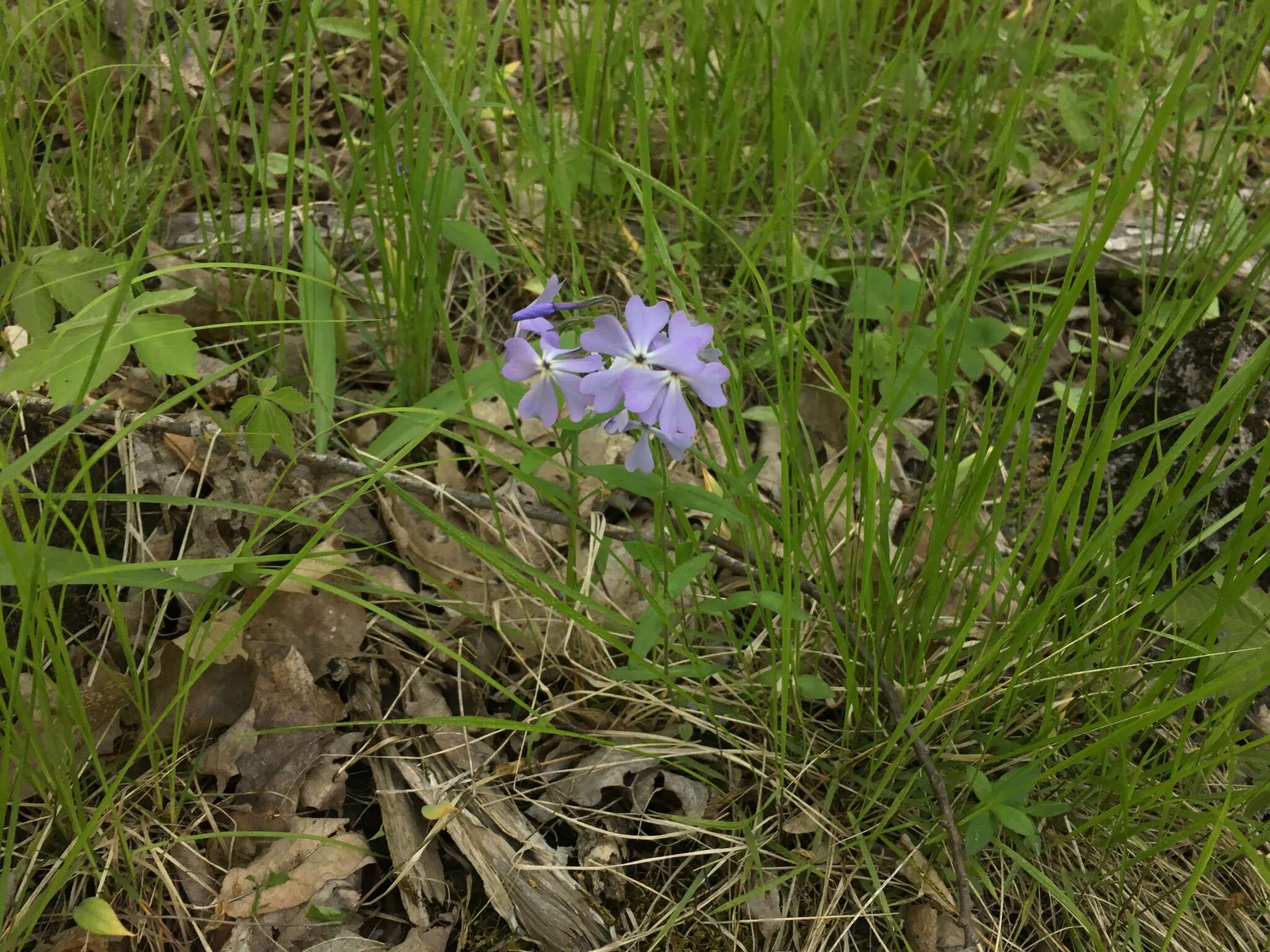 Image of wild blue phlox