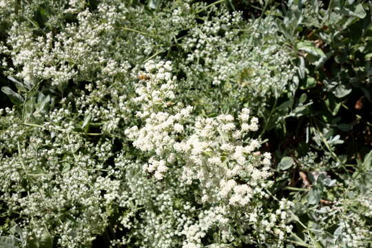 Imagem de Eriogonum giganteum S. Wats.