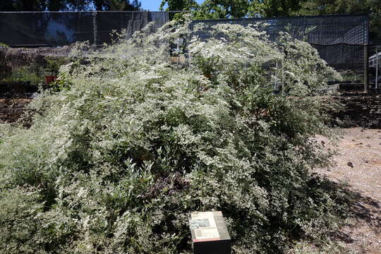 Imagem de Eriogonum giganteum S. Wats.