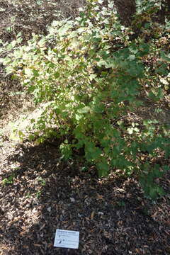 Image of chaparral currant