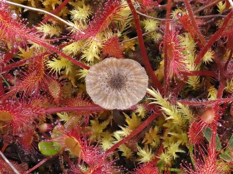 Image of Arrhenia gerardiana (Peck) Elborne 2008