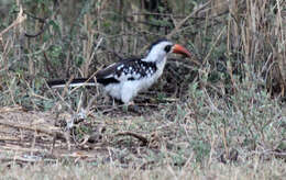 Image of Tanzanian Red-billed Hornbill
