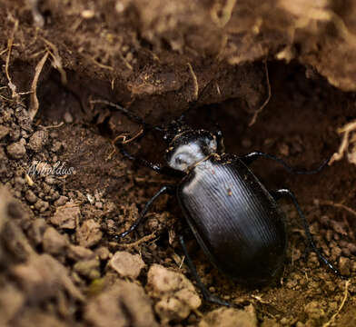 Image of Calosoma (Castrida) vagans Dejean 1831