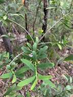 Image of Philotheca glasshousiensis (Domin) P. I. Forst.