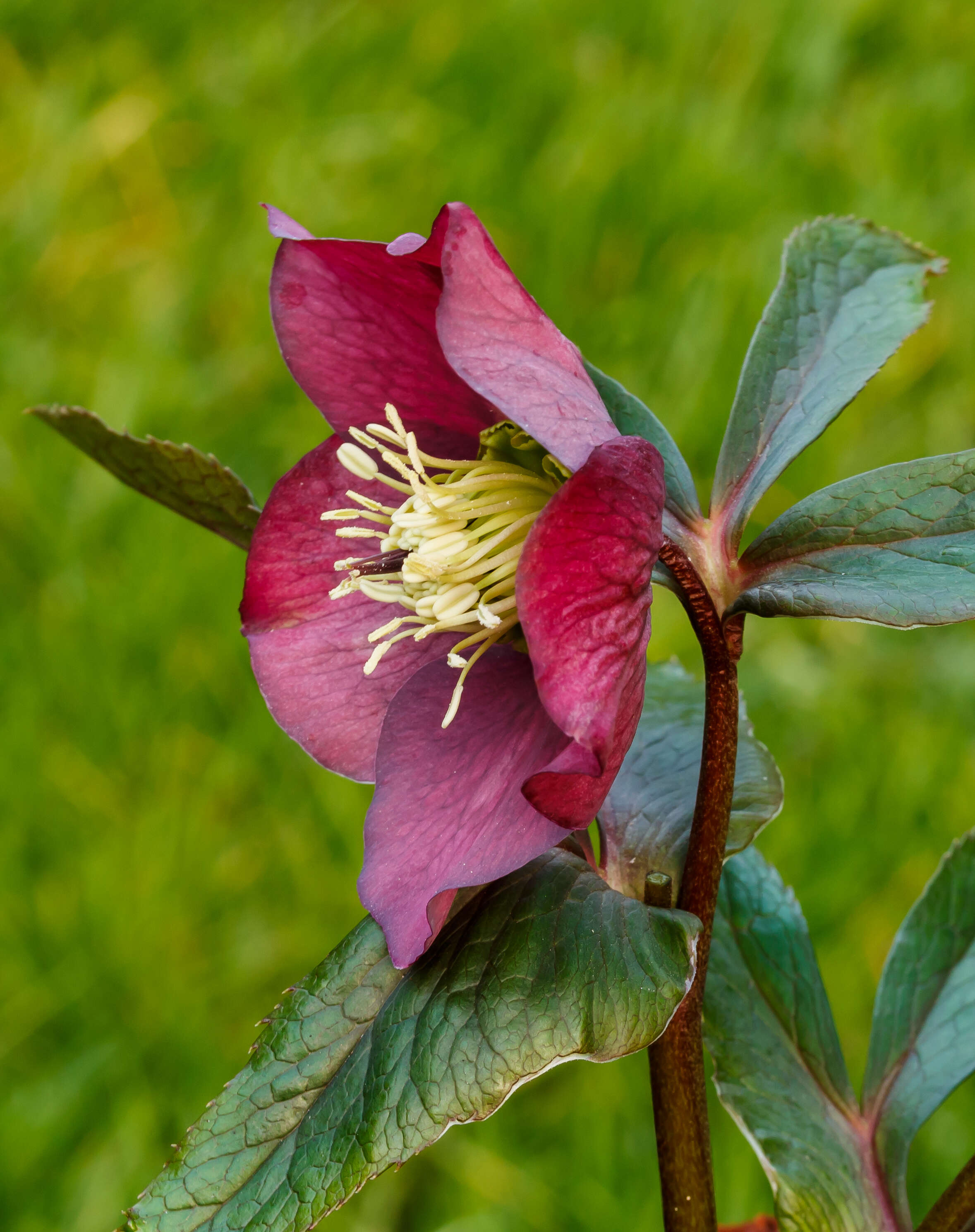 Image de Rose de carême