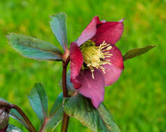 Image of lenten-rose