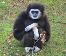 Image of White-handed Gibbon