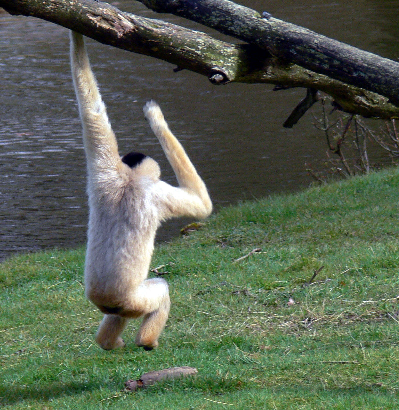 Image of Northern White-cheeked Gibbon