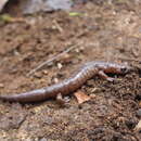 Image of Celaque Mushroomtongue Salamander