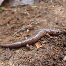 Image de Bolitoglossa celaque McCranie & Wilson 1993