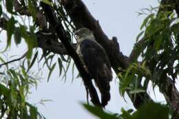 Image of Pacific Baza