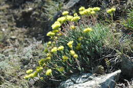 Image of alpine golden buckwheat