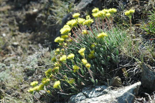 Image of alpine golden buckwheat