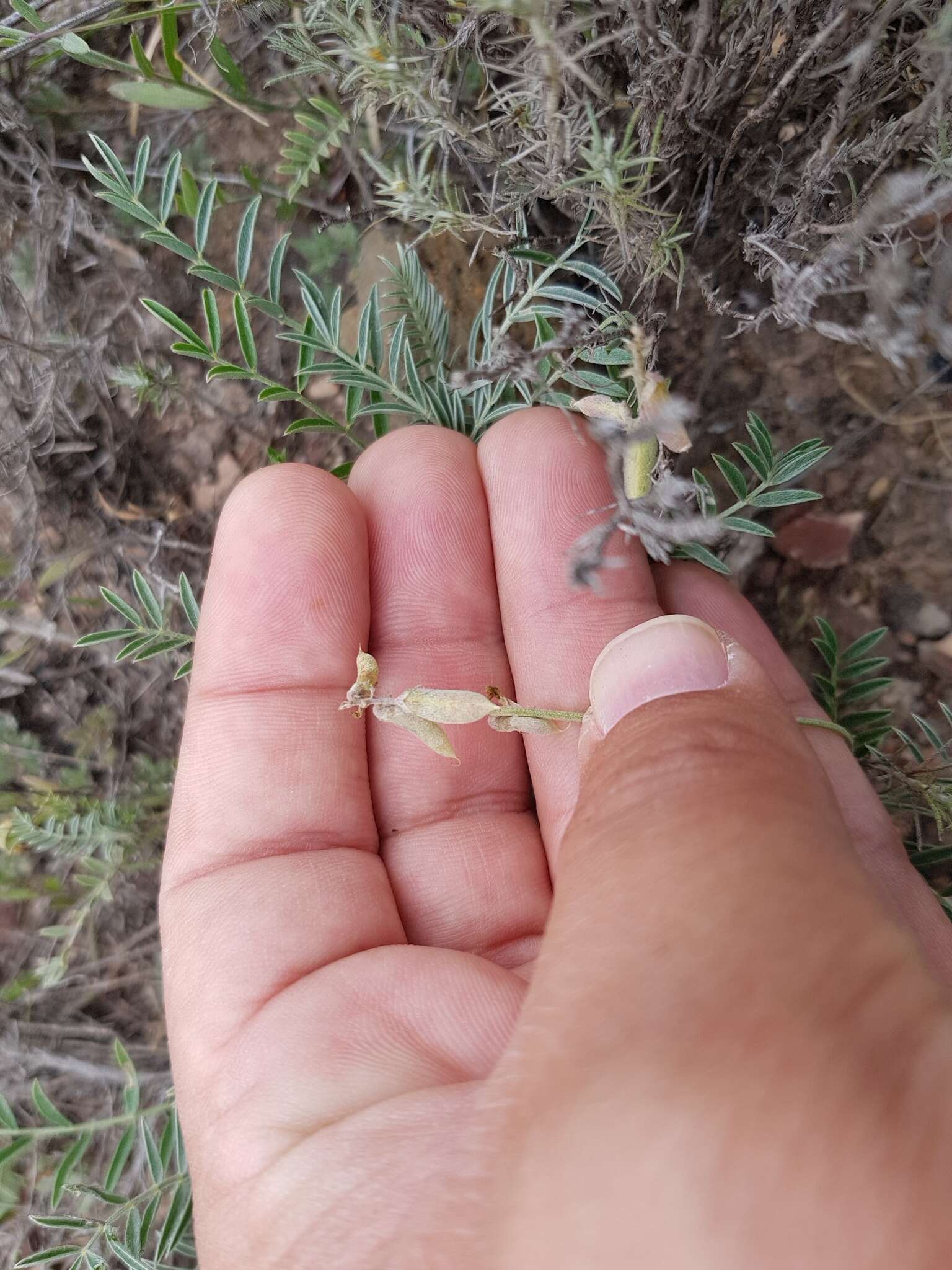 Sivun Astragalus hypoleucus Schau. kuva