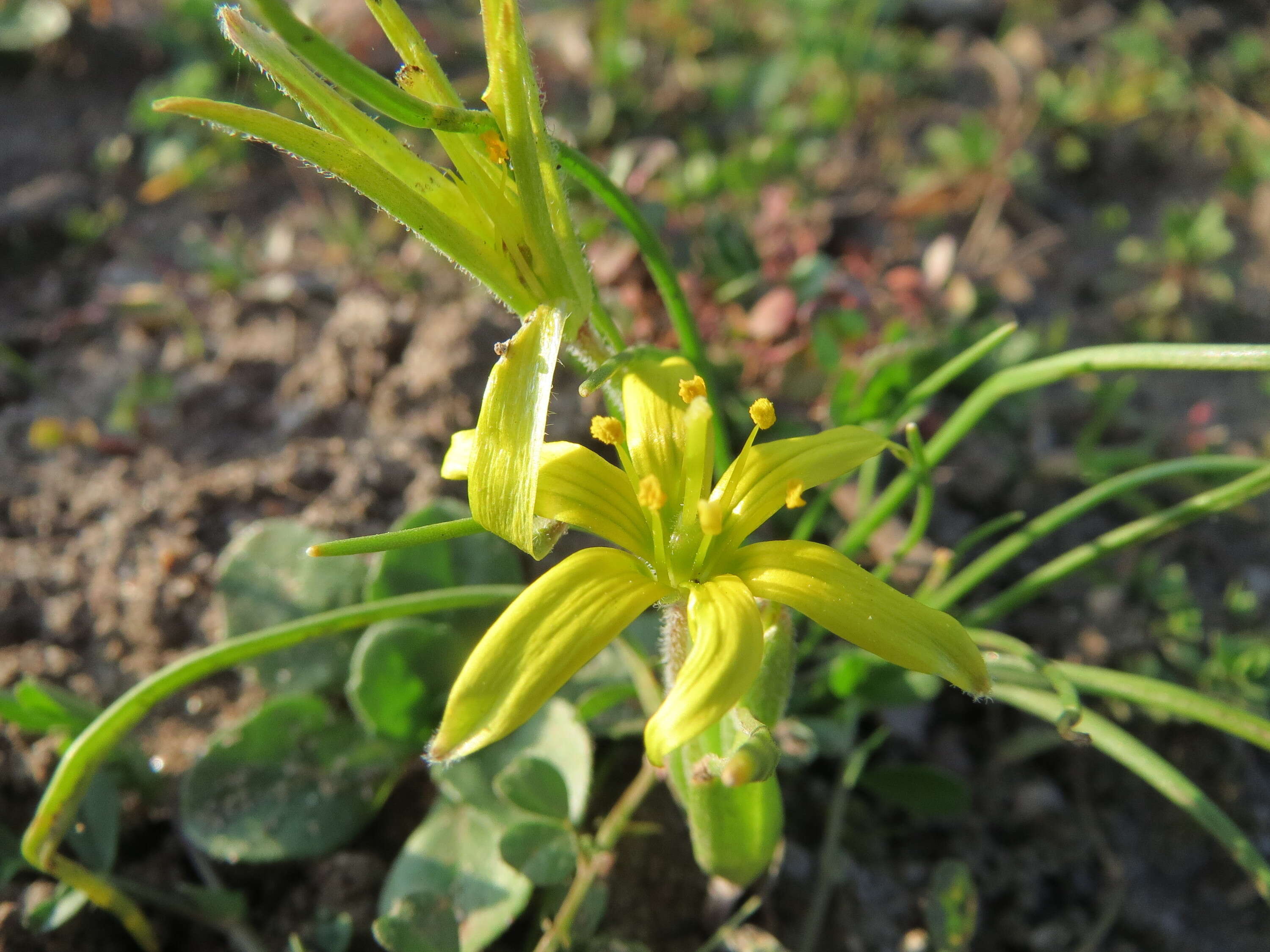 Image of field star-of-bethlehem