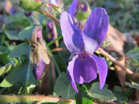 Image of sweet violet