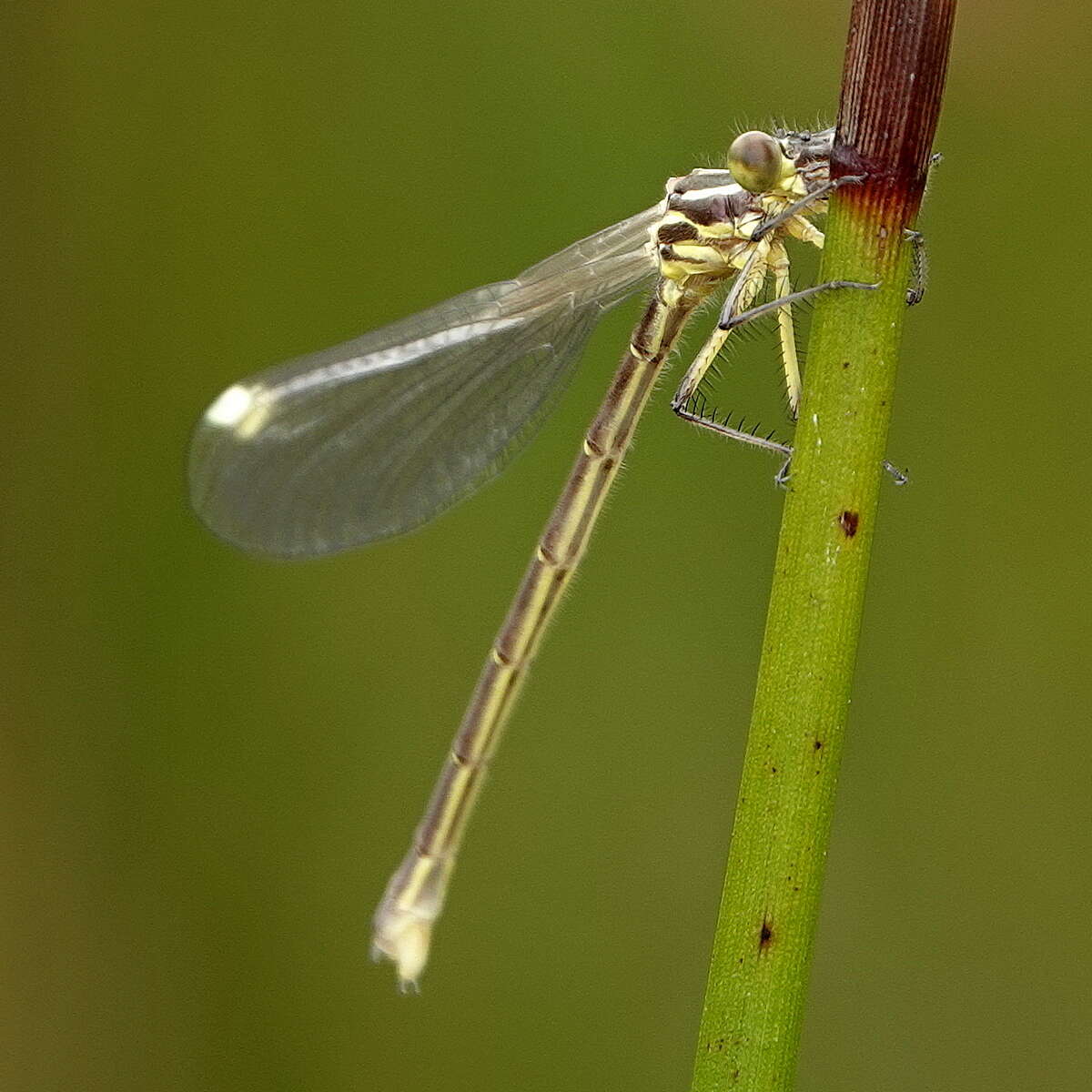 Image of Griseargiolestes eboracus (Tillyard 1913)