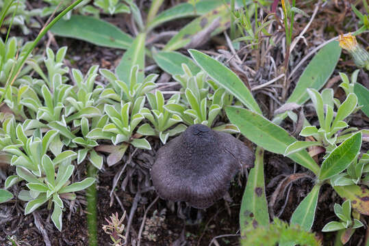 Image of Entoloma serrulatum (Fr.) Hesler 1967