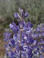 Image of tailcup lupine