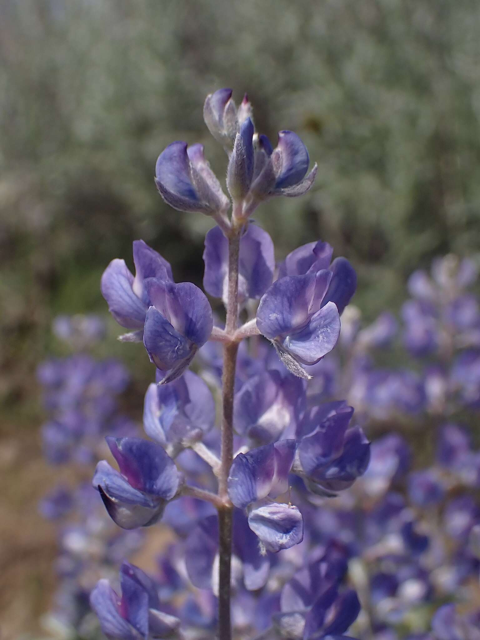 Image de Lupinus caudatus subsp. caudatus